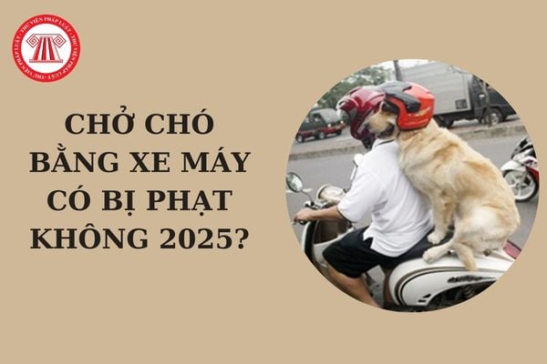 Chở chó bằng xe máy có bị phạt không 2025? Chở chó bằng xe máy gây tai nạn giao thông thì có phải bồi thường không?