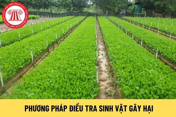 Nhóm cây lâm nghiệp