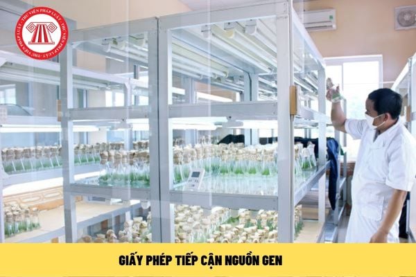 Giấy phép tiếp cận nguồn gen