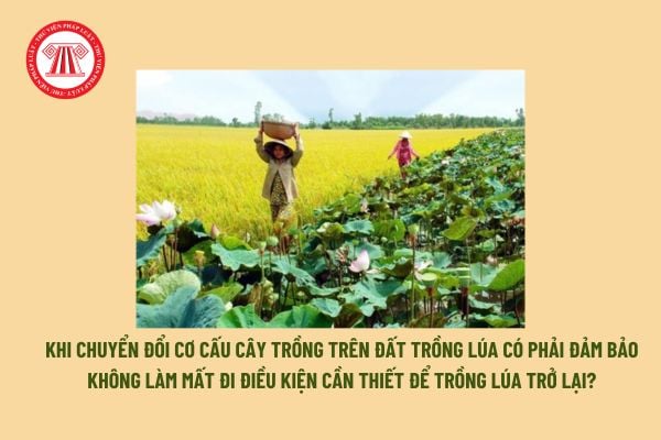 Khi chuyển đổi cơ cấu cây trồng trên đất trồng lúa có phải đảm bảo không làm mất đi điều kiện cần thiết để trồng lúa trở lại?