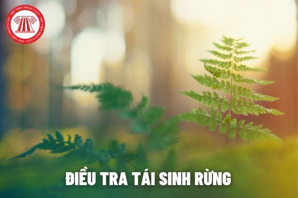 Điều tra tái sinh rừng