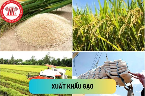 Thương nhân kinh doanh xuất khẩu gạo cần sở hữu tối thiểu bao nhiêu kho chuyên dùng để chứa thóc, gạo?