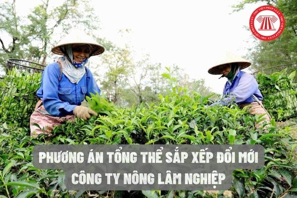 Phương án tổng thể sắp xếp đổi mới công ty nông lâm nghiệp