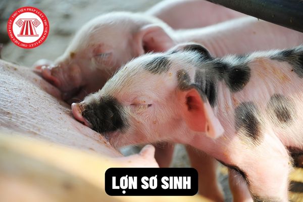Lợn sơ sinh có dấu hiệu mắc bệnh giả dại đã được tiêm vắc xin sống nhược độc thì có thể lấy mẫu bệnh phẩm ở lợn để chẩn đoán bệnh không?