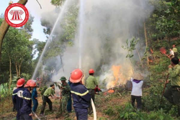 Thẩm quyền thông tin dự báo cháy rừng thuộc cơ quan nào? Có phân loại thông tin dự báo cháy rừng hay không?