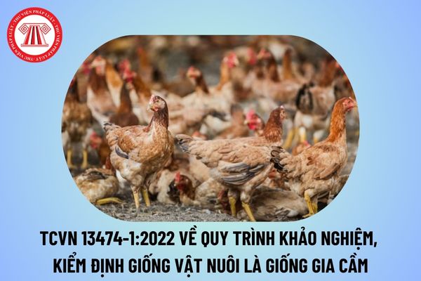 Tiêu chuẩn quốc gia TCVN 13474-1:2022 về quy trình khảo nghiệm, kiểm định giống vật nuôi là giống gia cầm thế nào?