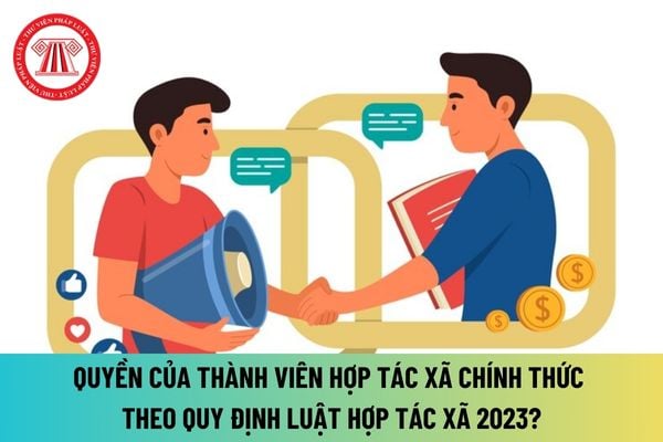 Quyền của thành viên hợp tác xã chính thức theo quy định Luật Hợp tác xã 2023? Chấm dứt tư cách thành viên hợp tác xã chính thức khi nào?