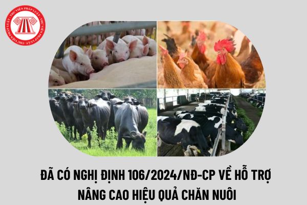 Đã có Nghị định 106/2024/NĐ-CP quy định chính sách hỗ trợ nâng cao hiệu quả chăn nuôi? Tải toàn văn Nghị định 106 2024 ở đâu?