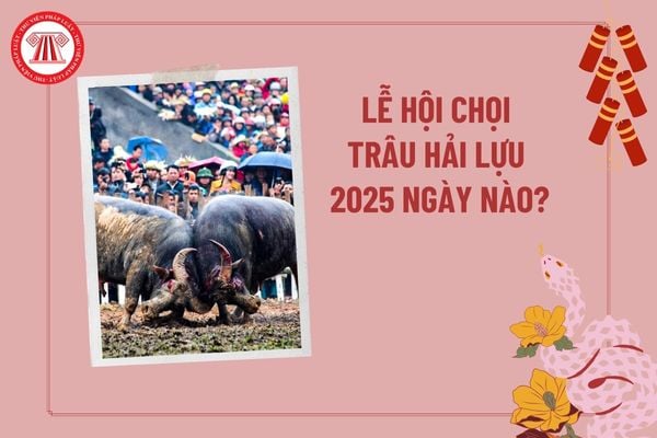 Lễ hội chọi trâu Hải Lựu 2025 diễn ra vào ngày nào? Người tham gia lễ hội có quyền và trách nhiệm gì?