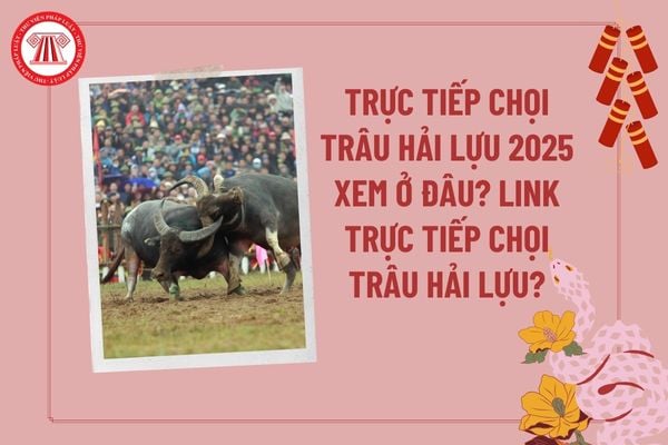 Lễ hội chọi trâu Hải Lựu 2025 trực tiếp? Link trực tiếp chọi trâu Hải Lựu 2025? Lễ hội chọi trâu Hải Lựu diễn ra vào ngày nào? 