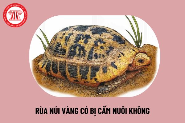 Rùa núi vàng có quý hiếm không? Rùa núi vàng có bị cấm nuôi không? Rùa núi vàng có được nuôi trong nhà không?