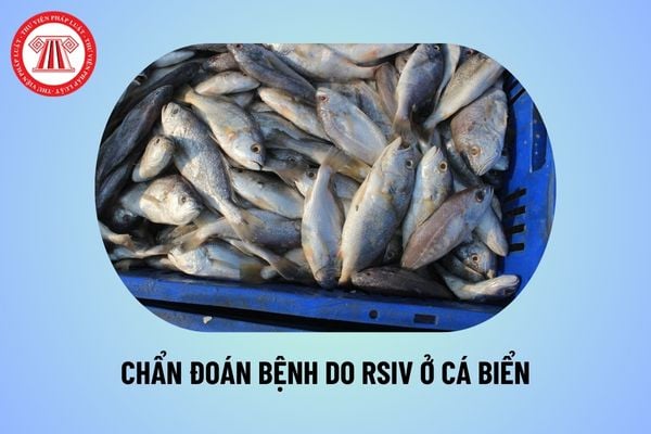 Tiêu chuẩn quốc gia TCVN 8710-28:2023 về bệnh thủy sản quy trình chẩn đoán bệnh do RSIV ở cá biển thế nào?