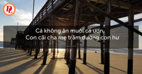 Cá không ăn muối cá ươn là gì? Giải nghĩa và bài học cuộc sống sâu sắc