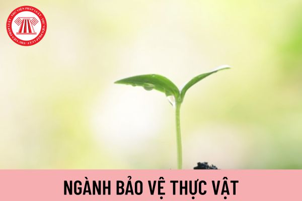 thực vật