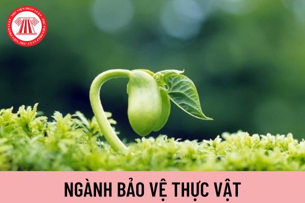 thực vật