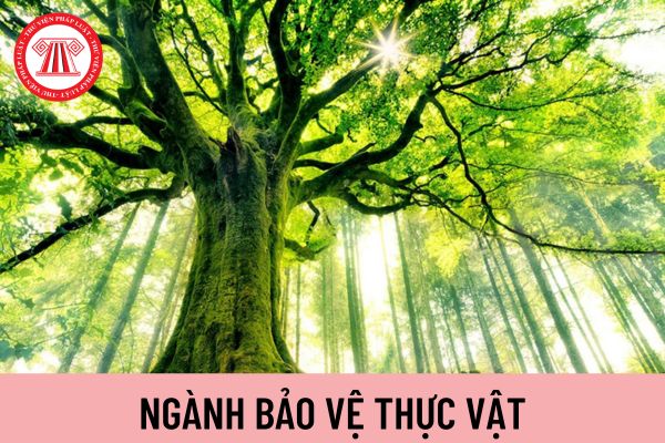 thực vật