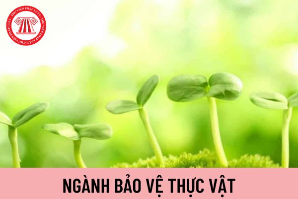 thực vật