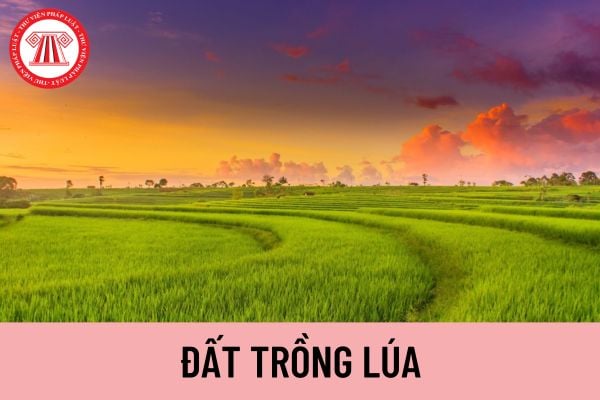 Đất trồng lúa