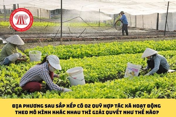 Pháp luật
