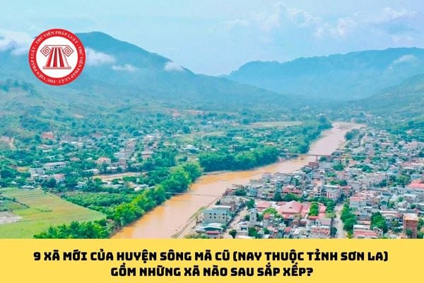 Pháp luật