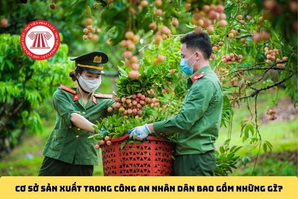Pháp luật