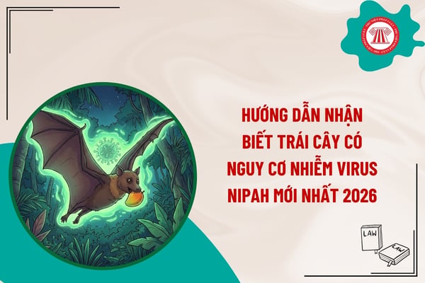 Pháp luật