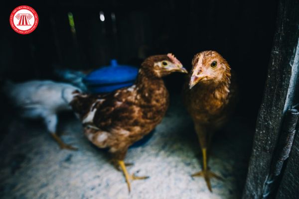 Bệnh bạch lị và thương hàn ở gà là gì? 