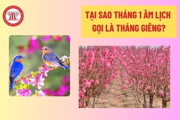 Tại sao tháng 1 âm lịch gọi là tháng Giêng? Lời chúc đầu Tháng 1 âm lịch may mắn? Tháng 1 âm lịch có các ngày lễ lớn nào? 