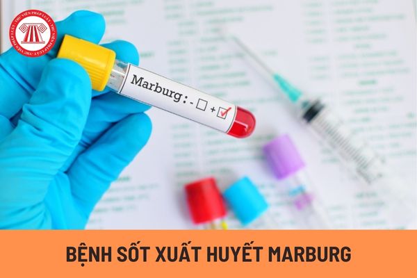 Người mắc bệnh sốt xuất huyết Marburg có những biểu hiện, triệu chứng gì và bệnh có lây truyền hay không?