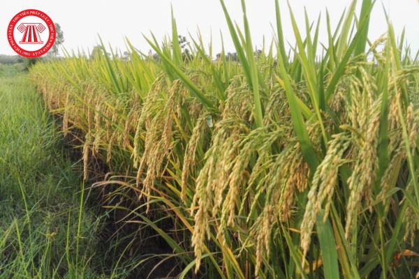 Hạt giống lúa lai ba dòng phải bảo những chỉ tiêu chất lượng nào? Ruộng đất sản xuất giống lúa lai ba dòng phải đáp ứng những yêu cầu kỹ thuật gì?