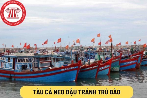 tàu cá neo đậu tránh trú bão