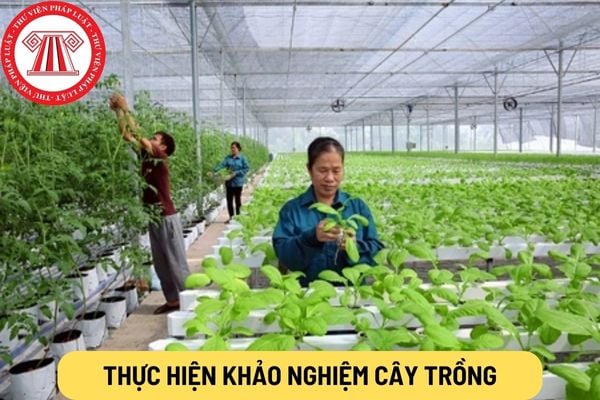 thực hiện khảo nghiệm cây trồng