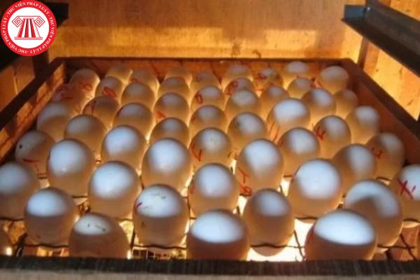 cơ sở ấp trứng