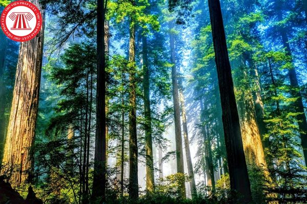 cải tạo rừng tự nhiên