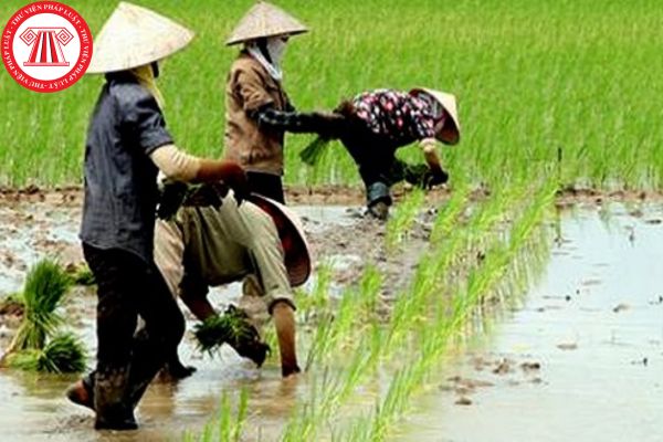 đất trồng lúa nước cần bảo vệ