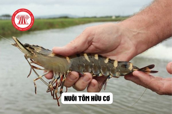  nuôi tôm hữu cơ 