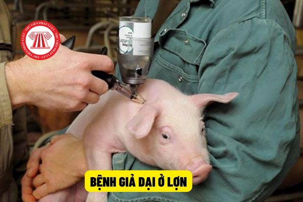 Bệnh giả dại là gì và nó gây ra những triệu chứng gì trên heo?
