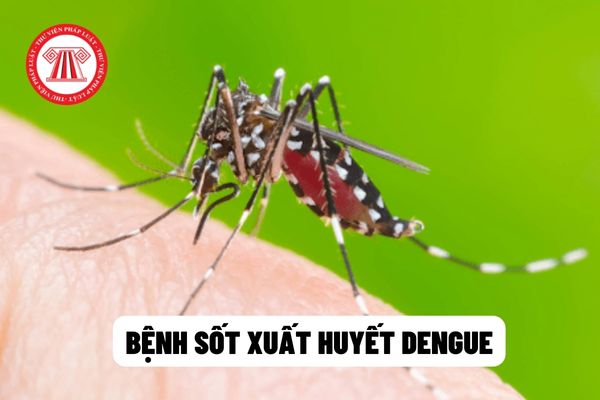 Bệnh sốt xuất huyết Dengue 