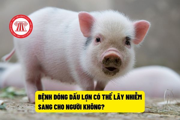 Bệnh đóng dấu lợn có thể lây nhiễm sang cho người không?