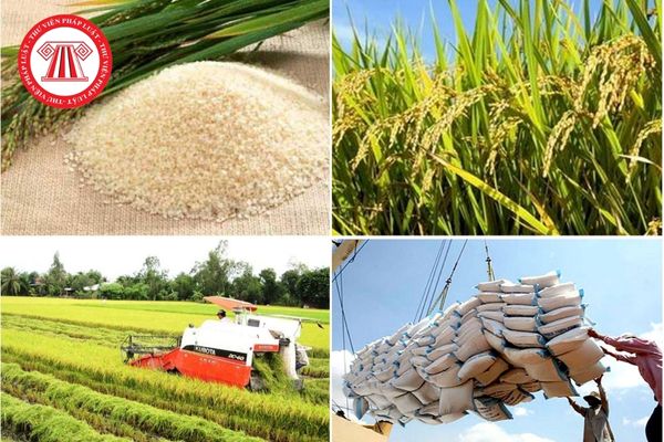 Để đủ điều kiện xin Giấy chứng nhận đủ điều kiện kinh doanh xuất khẩu gạo, thương nhân có thể thuê kho chứa thóc gạo hay không?