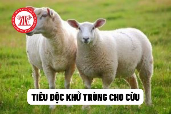 tiêu độc khử trùng môi trường chăn nuôi cừu