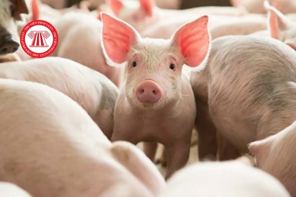 Bệnh cúm lợn thường xảy ra ở những cá thể lợn từ bao nhiêu tuần tuổi?