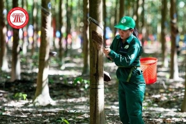 Tập đoàn Công nghiệp Cao su Việt Nam