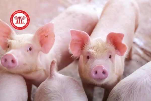 Cá thể mắc bệnh cúm lợn sẽ có những dấu hiệu bệnh tích như thế nào?