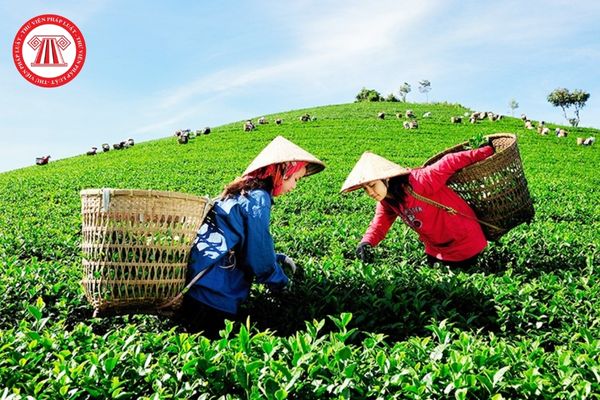 Hiệp hội Nông nghiệp hữu cơ Việt Nam