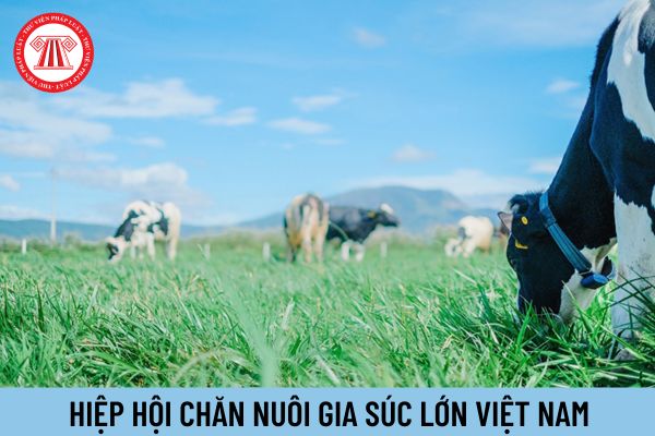 Hiệp hội Chăn nuôi gia súc lớn Việt Nam