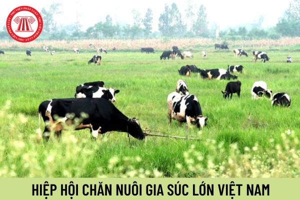 Hiệp hội Chăn nuôi gia súc lớn Việt Nam