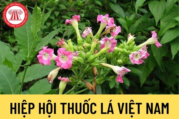 Hiệp hội Thuốc lá Việt Nam