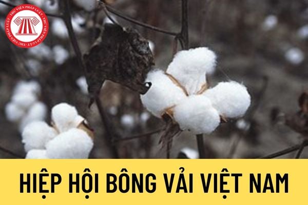 Hiệp hội Bông vải Việt Nam