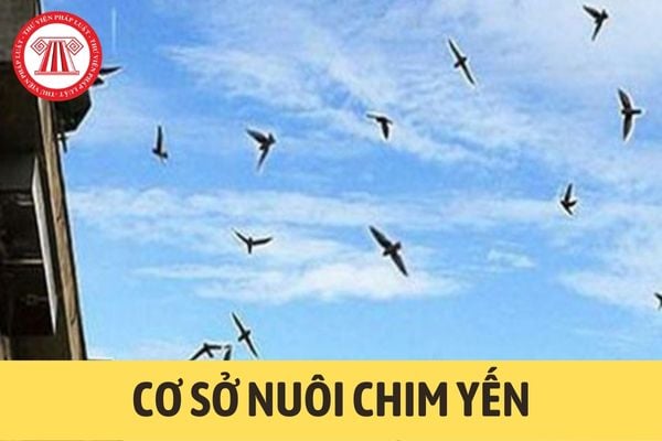 Cơ sở nuôi chim yến